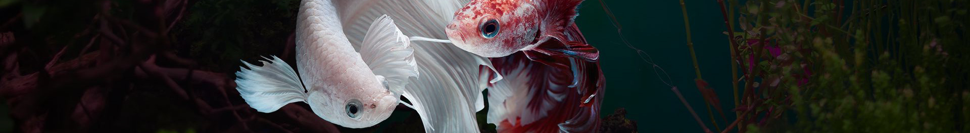 skk aquarium's profile banner
