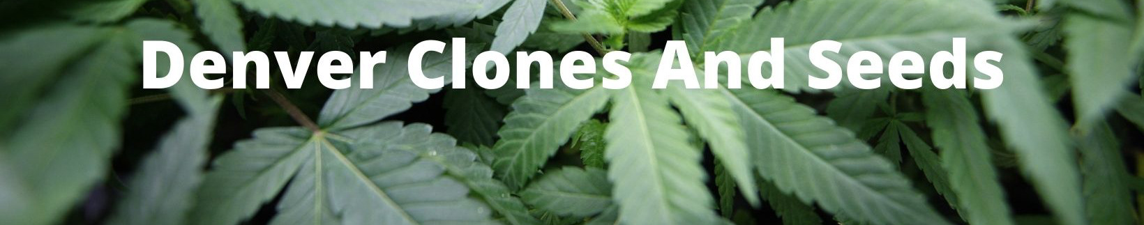 Denver Clones And Seeds's profile banner