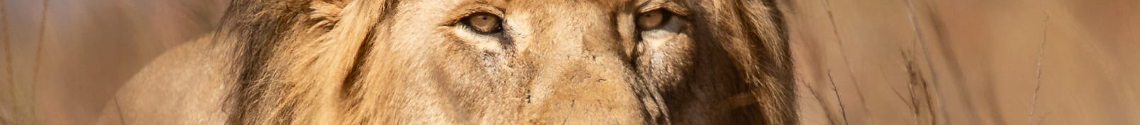 Wild and Free Foundation's profile banner