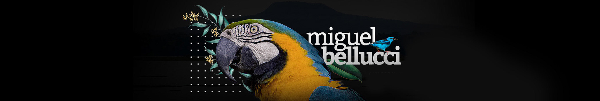 Miguel Bellucci's profile banner