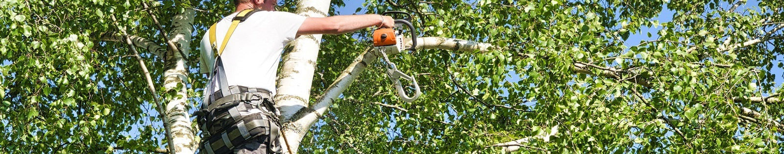 Tree Removal Experts Ballarat's profile banner