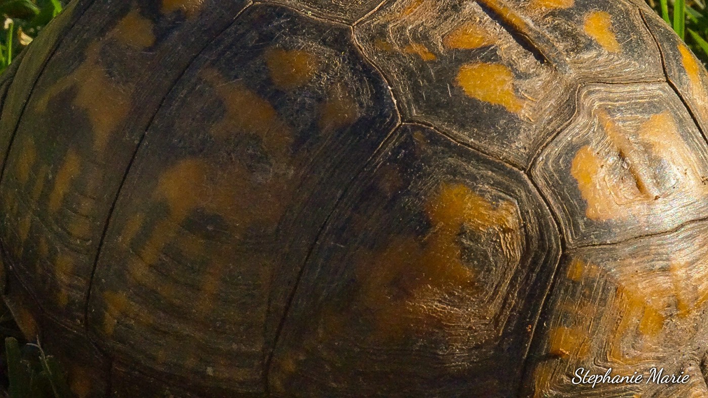 Turtle Carapace pattern Photography 