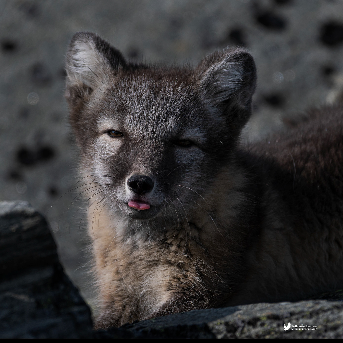 arctic fox mamal Nature ' naturephotography norway