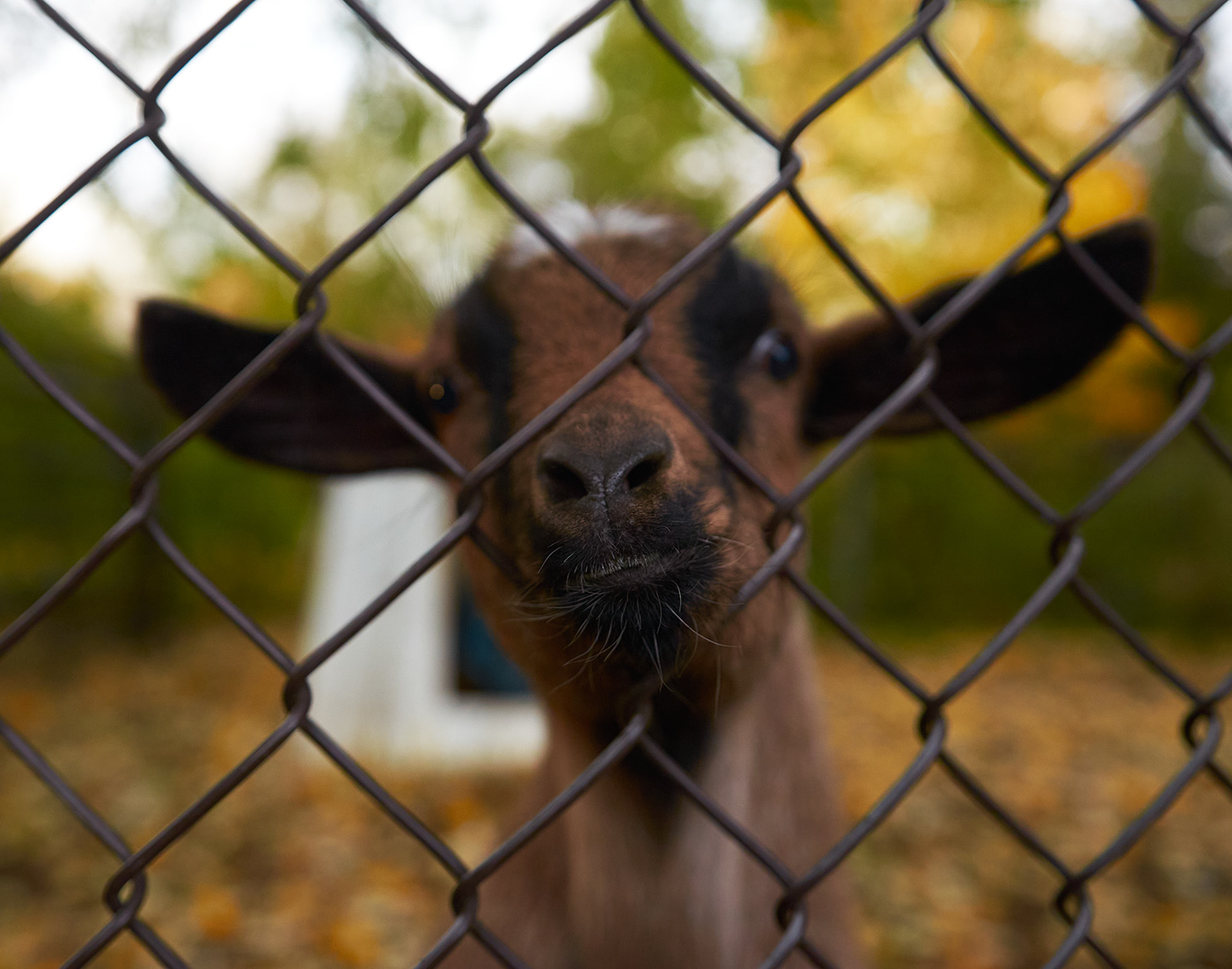 algonquin animal COVid creative Documentary Photography farm fence Photography  symbolism