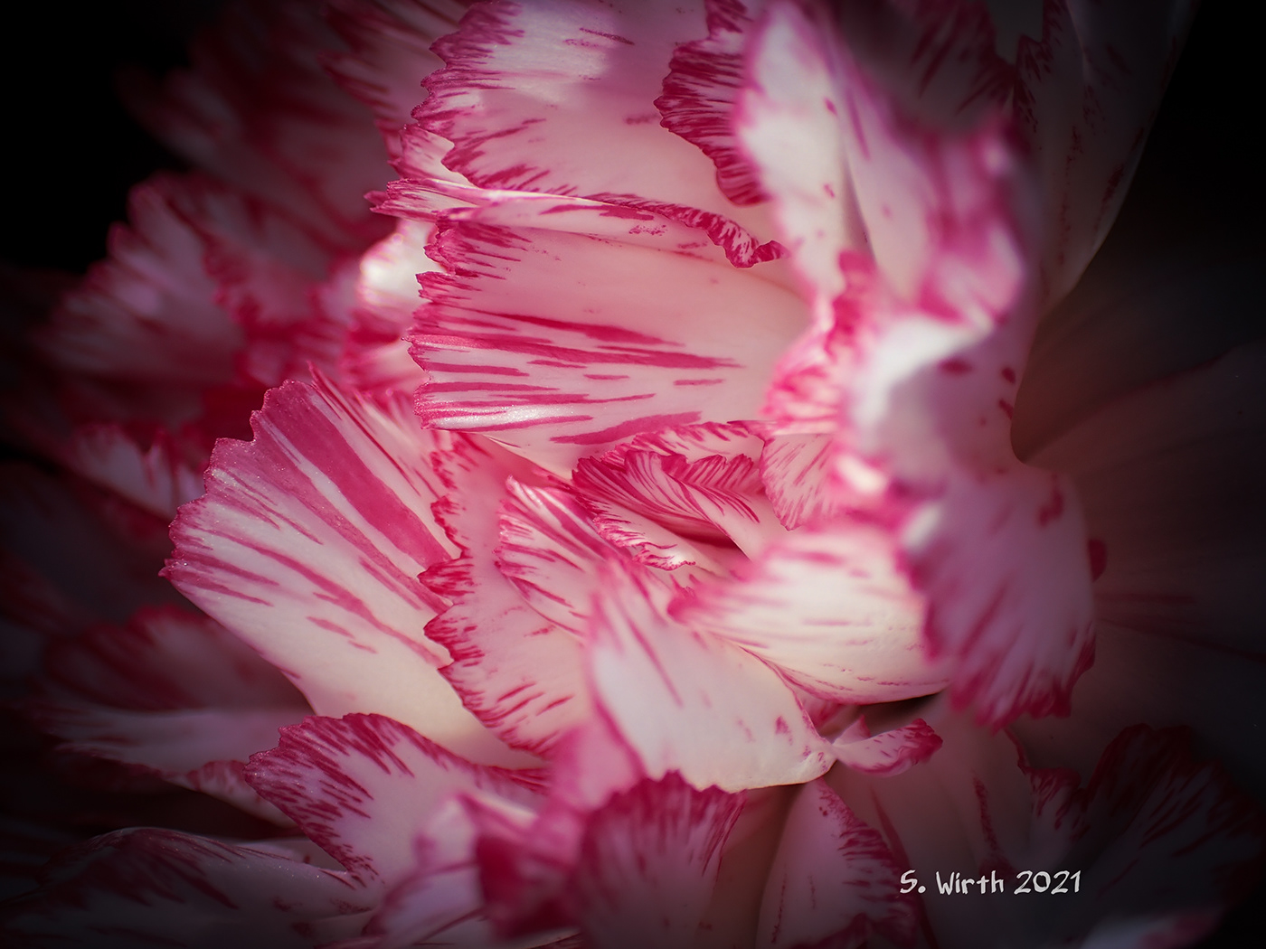 art blossoms carnation clove droplets dying March 2021 Stefan F. Wirth story withering