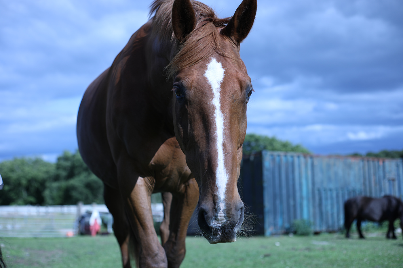 animal equine horse Landscape living Photography 