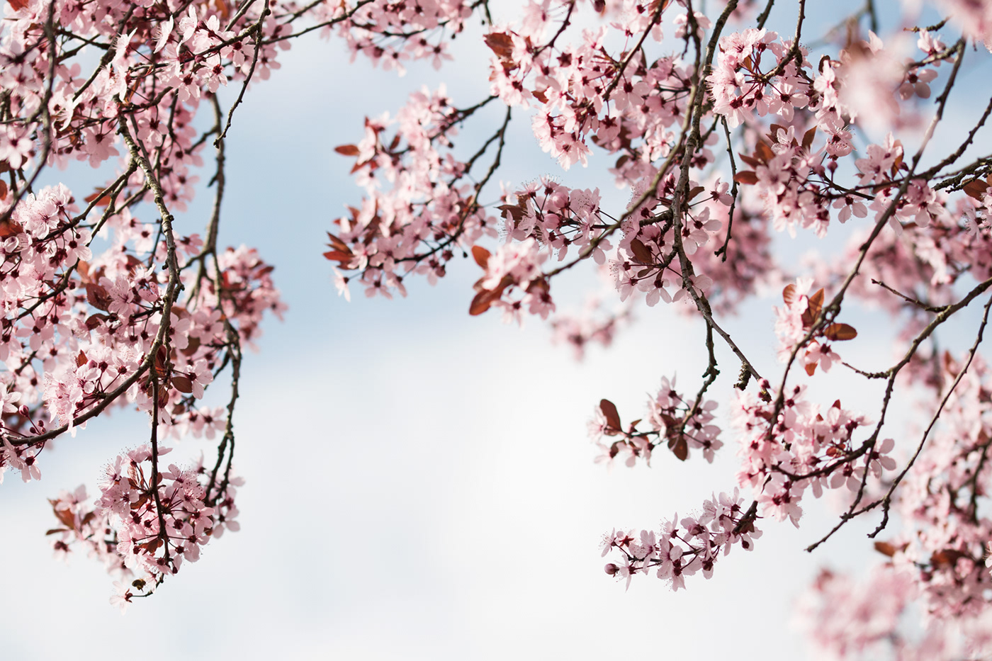 flower Nature Photography  FINEART spring rosa springtime Kirschblüten makro zart
