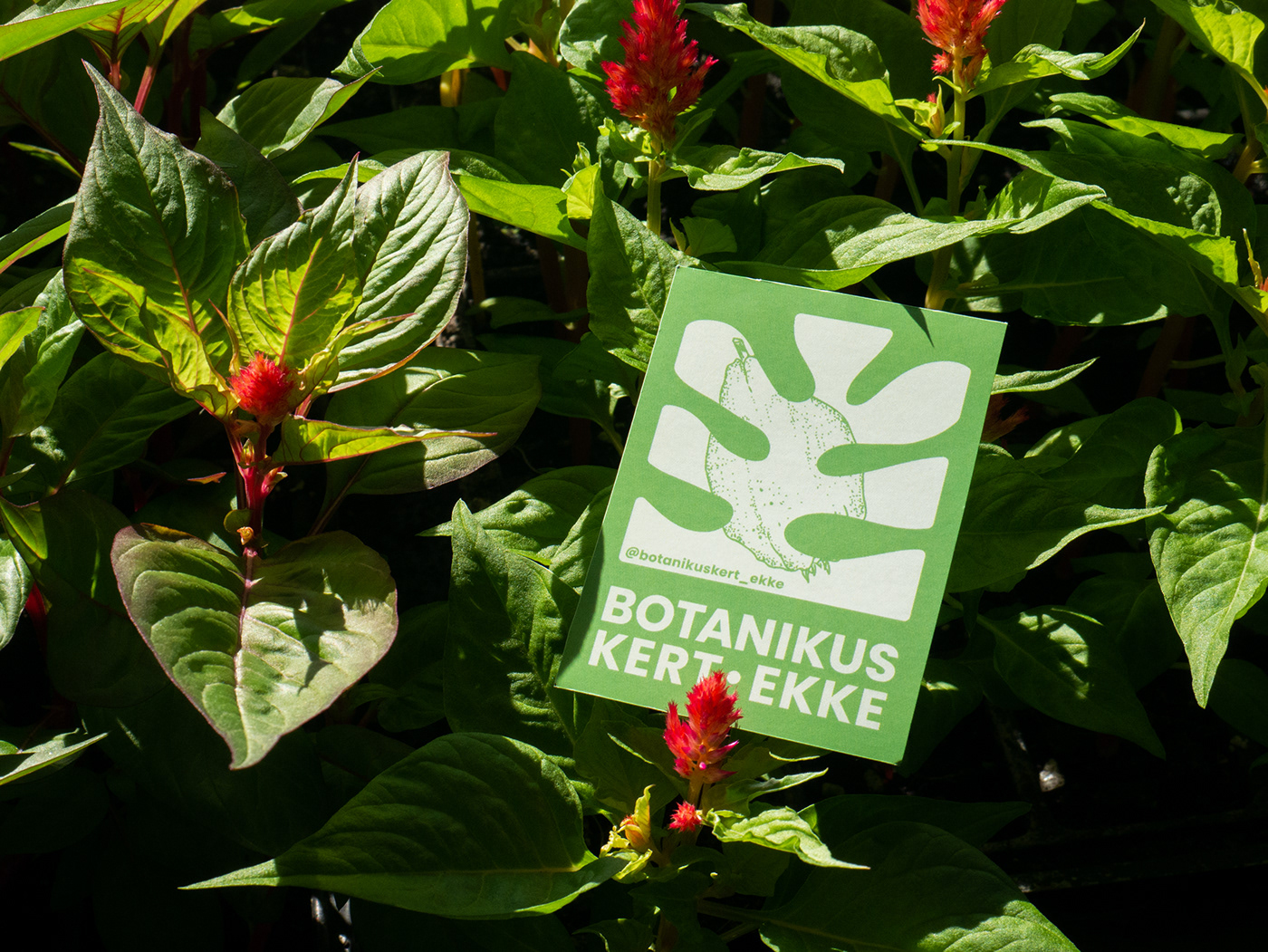 botanical Botanical garden brand branding  campaign garden identity rebranding gardening logo