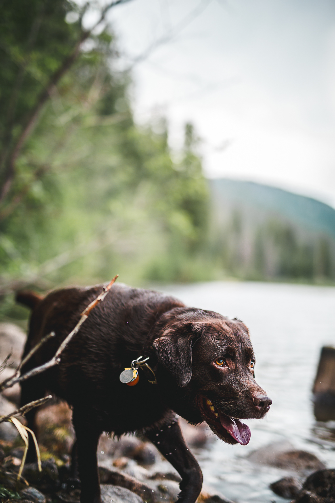 Hike lake mountain Canon Photography  bowron JIMMY denver puppy dog