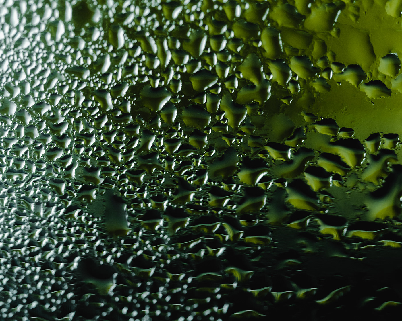 rain macro Patterns drops water lightroom Photography  Nature green Macro Photography
