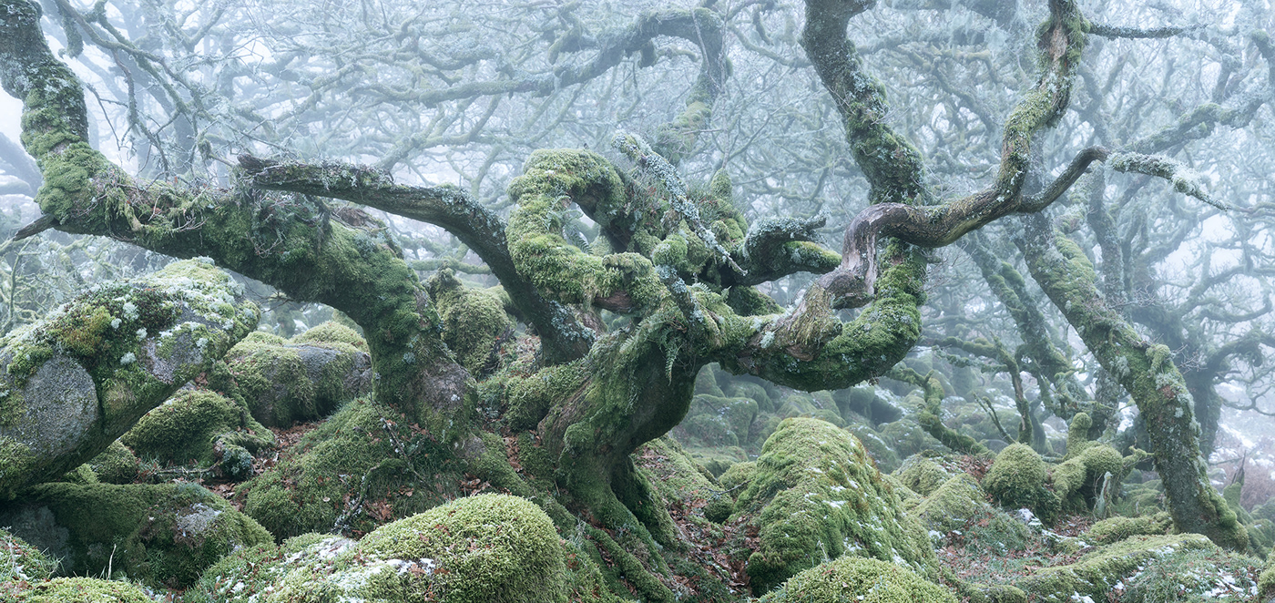 atmosphere burnell dark fine-art forest mist mystical wistmans wood woodland