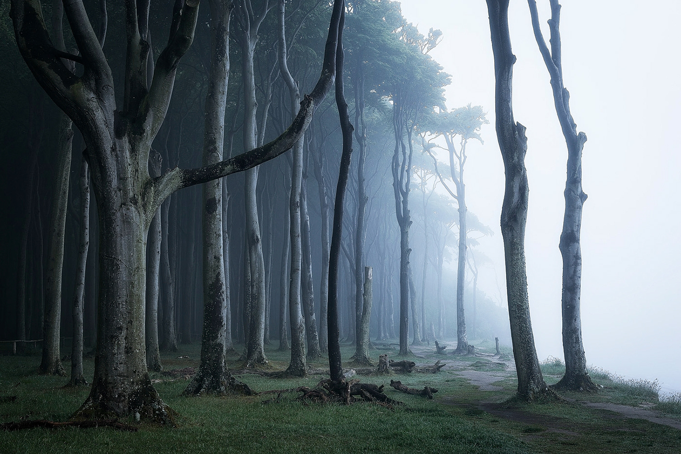 forest wood trees darkness fog mist mood baltic sea gespensterwald Nienhagen