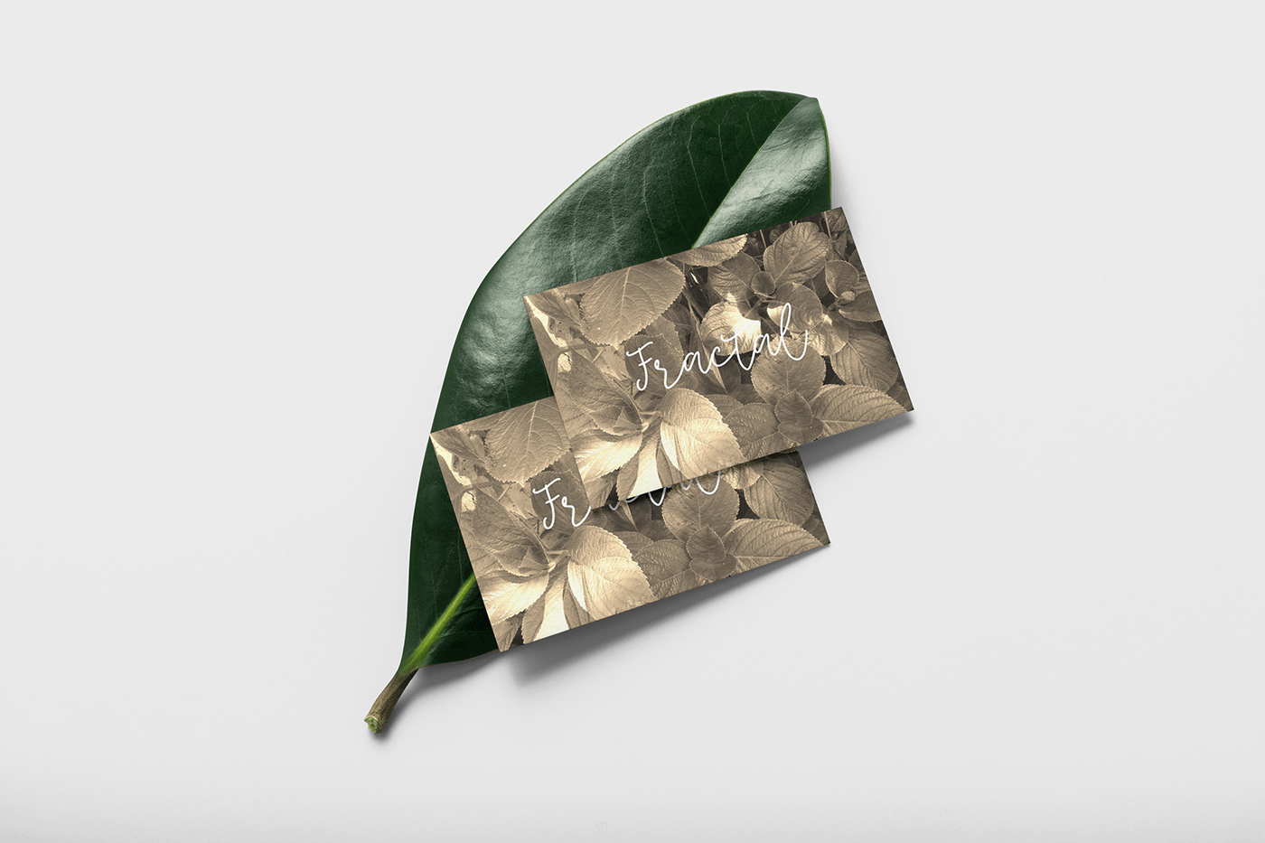branding  business card Fashion  fractal green leaves letterring Photography  plants