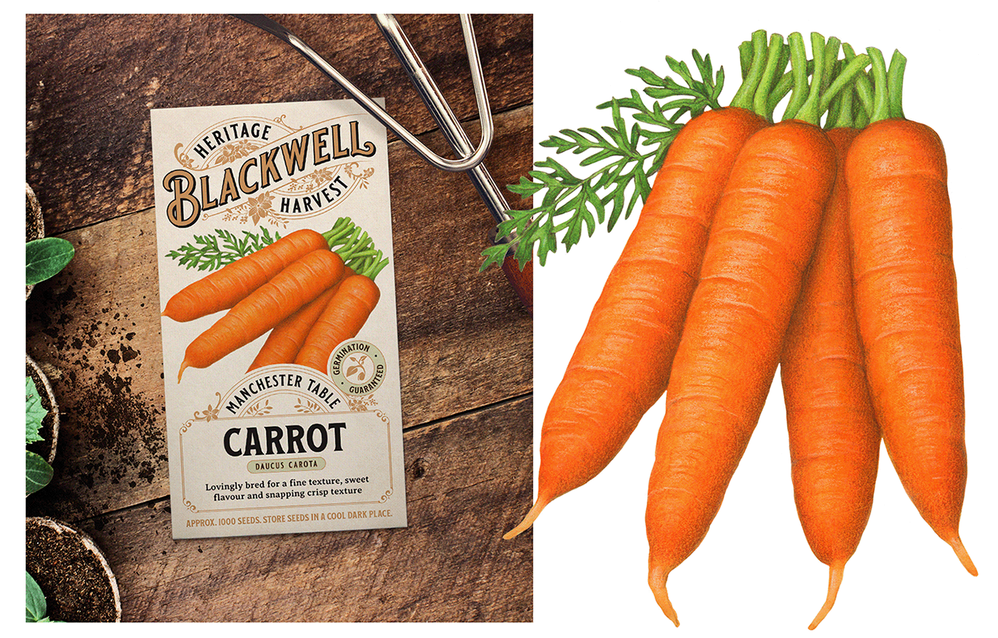 Realistic illustration of a bunch of carrots used for packaging.