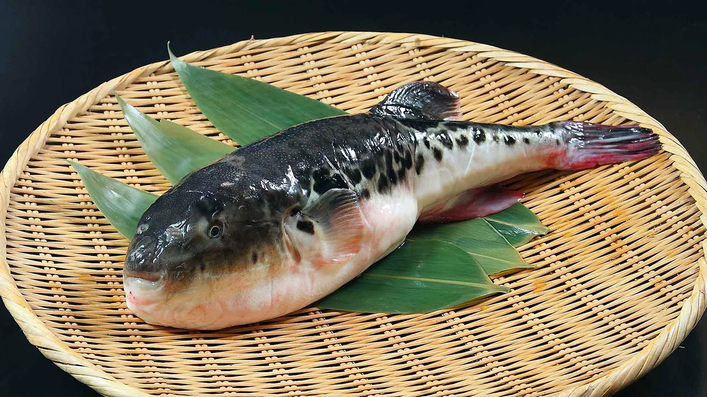 japan blowfish fugu world deadliest dish