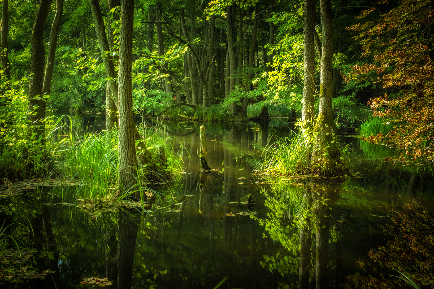 green Landscape light Nature Outdoor swamp water