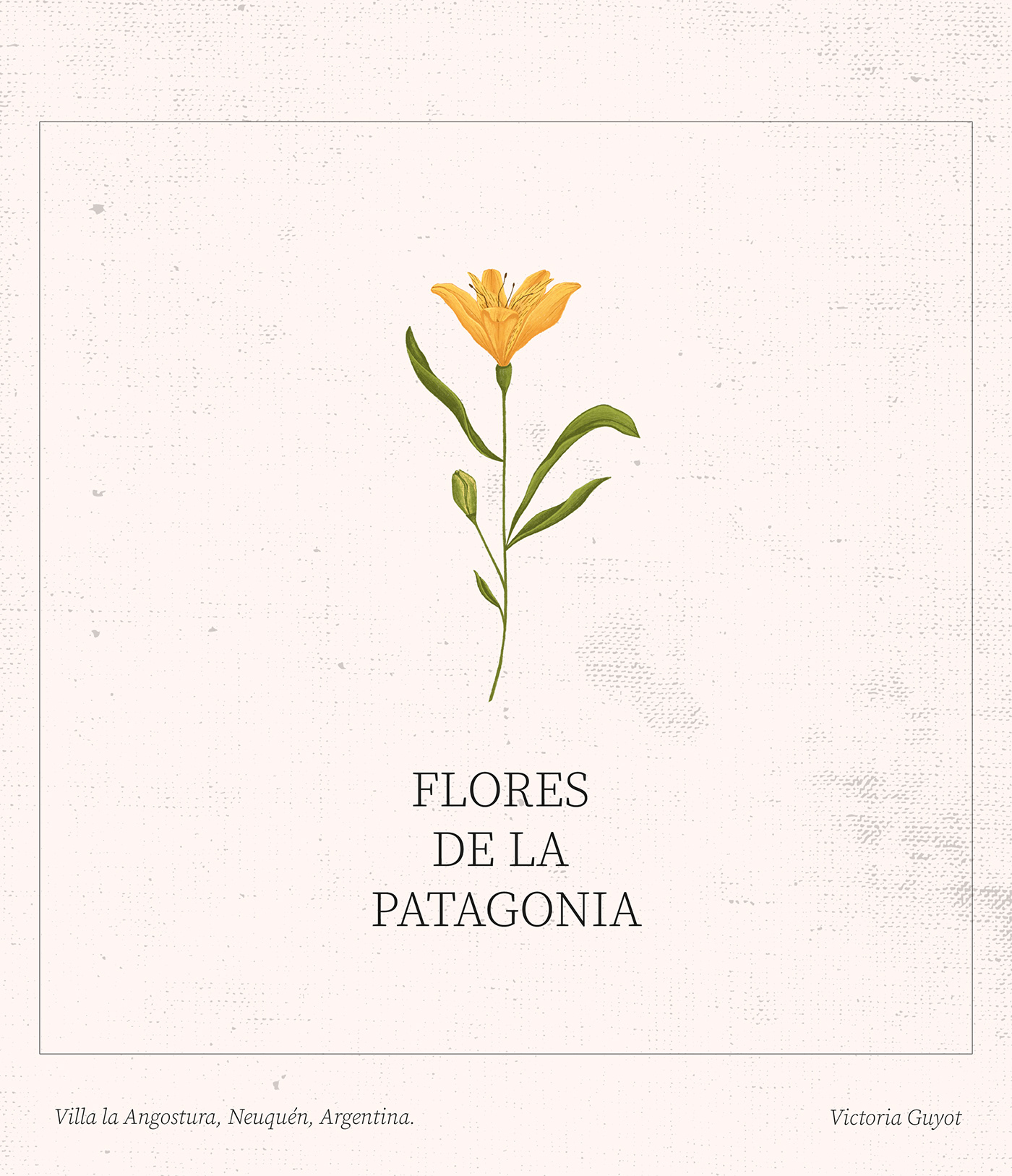 flower ILLUSTRATION  Native Nature Nativas patagonia argentina Flores arte Digital Art  Flora nativa