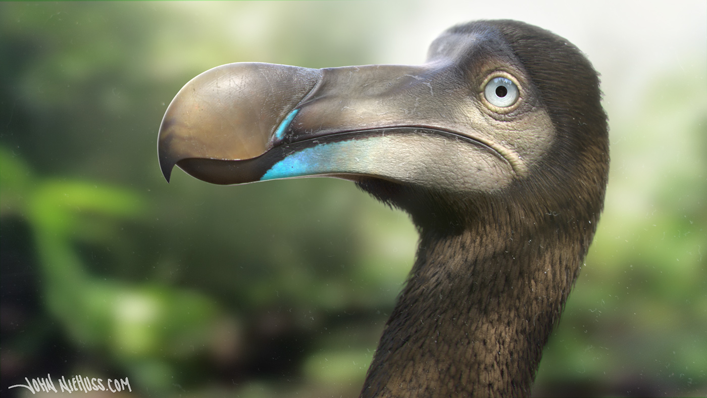 Dodo Reconstruction on Behance