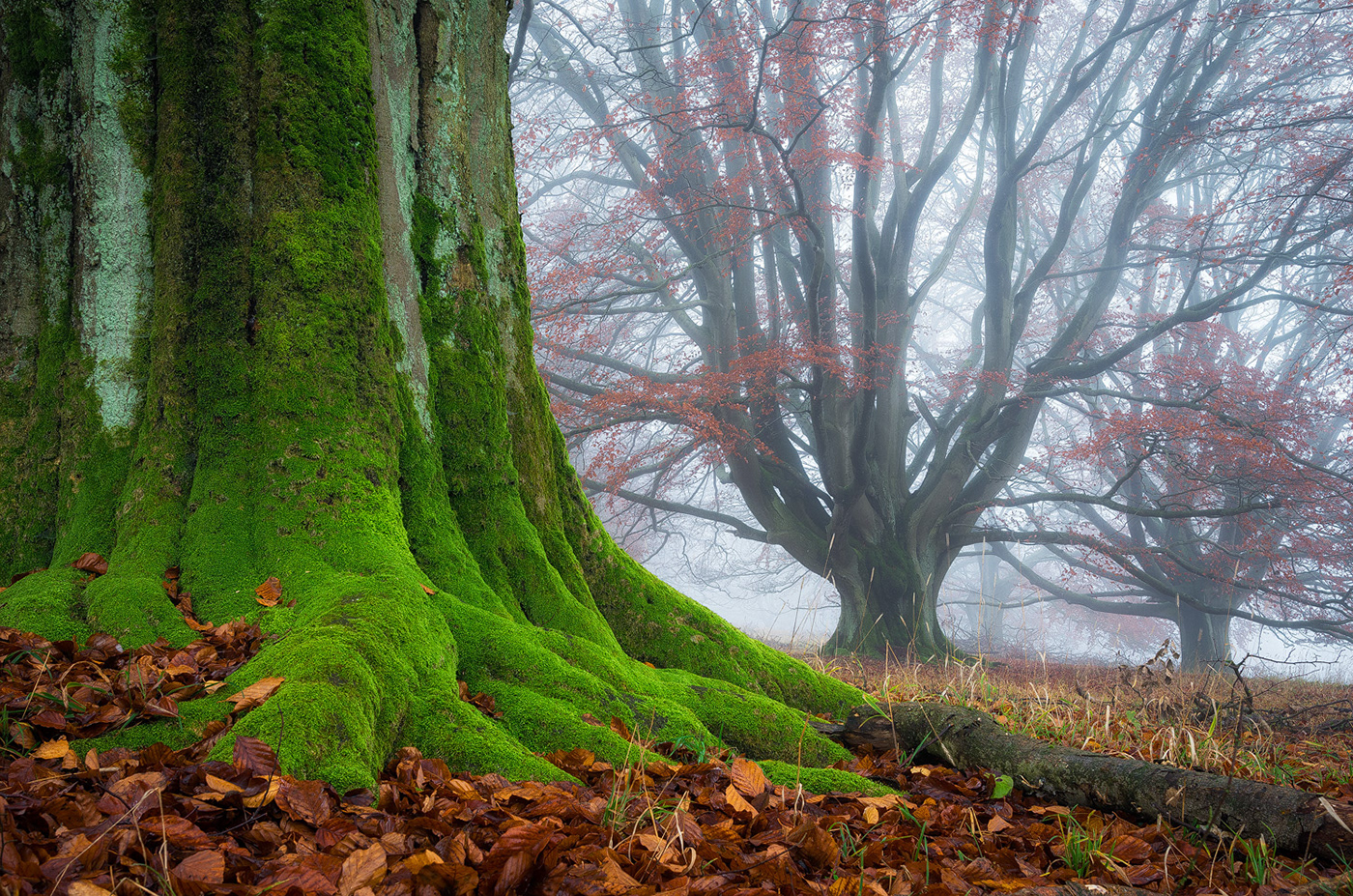 forest wood trees mood mist fog autumn Fall