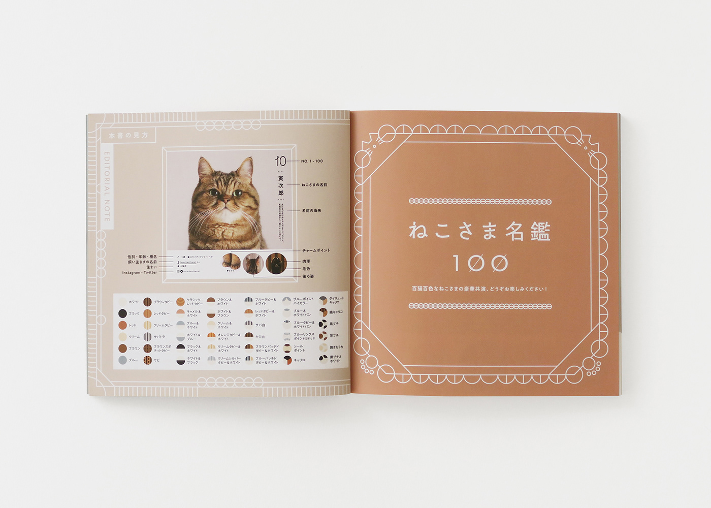 book design Cat graphic design  photo book