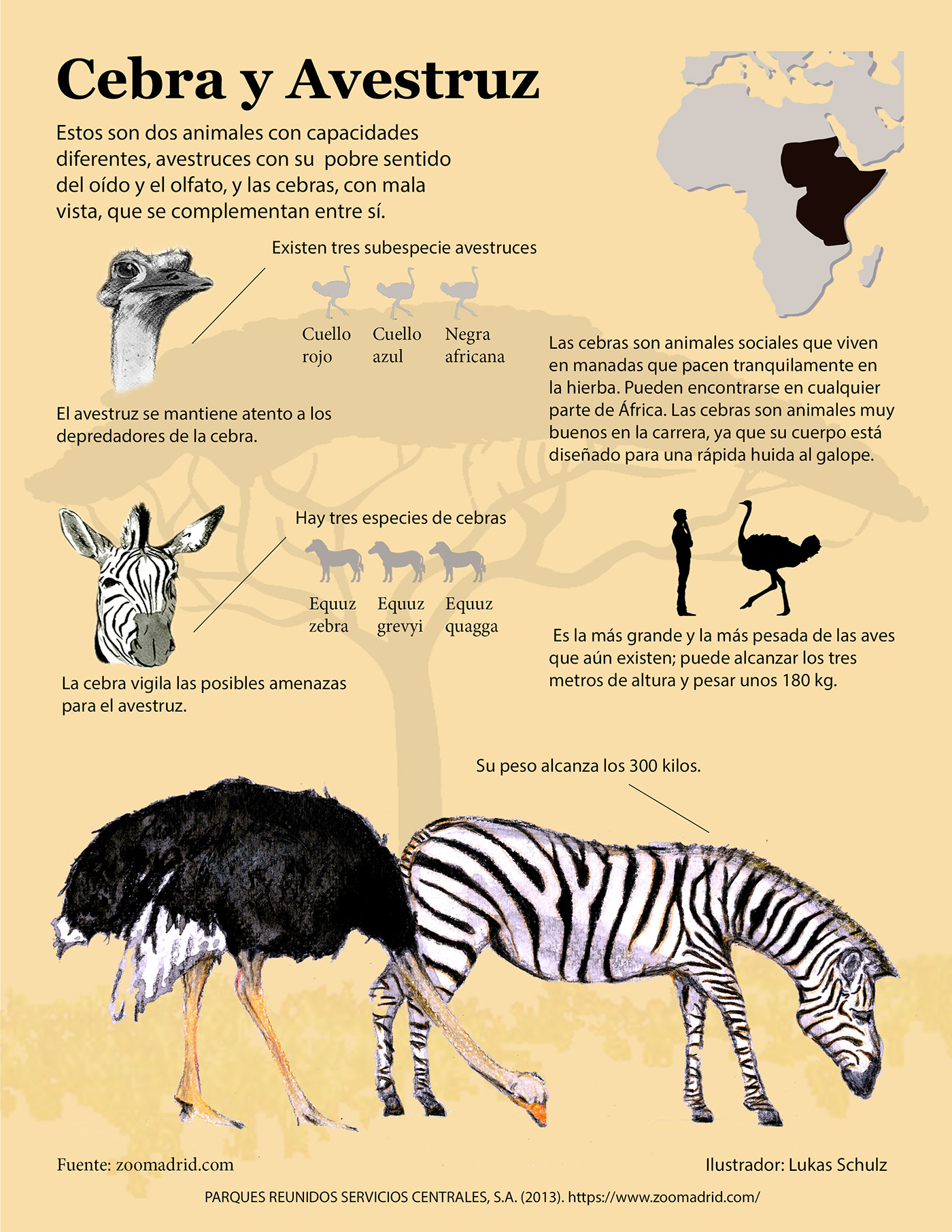 animal DuocUC ilustracion duocplazavespucio cebra infografia avestruz ilustracion analitica Mutualismo