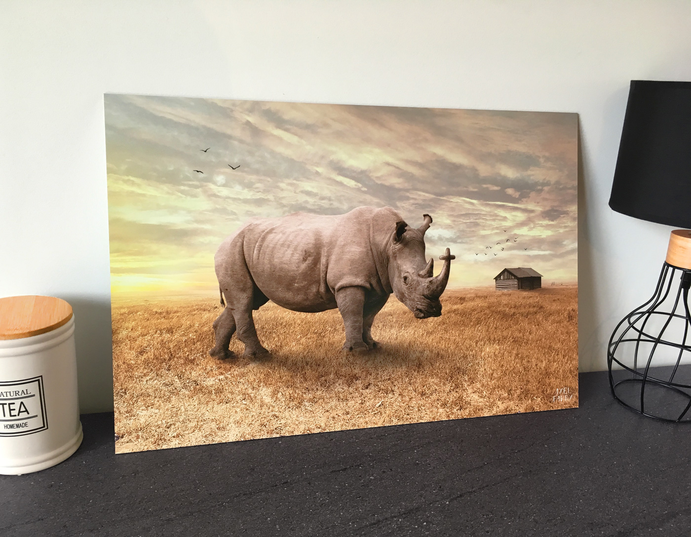 Rhinoceros Rhino Saint-Malo   rennes photomontage animals africa Nature wild Landscape