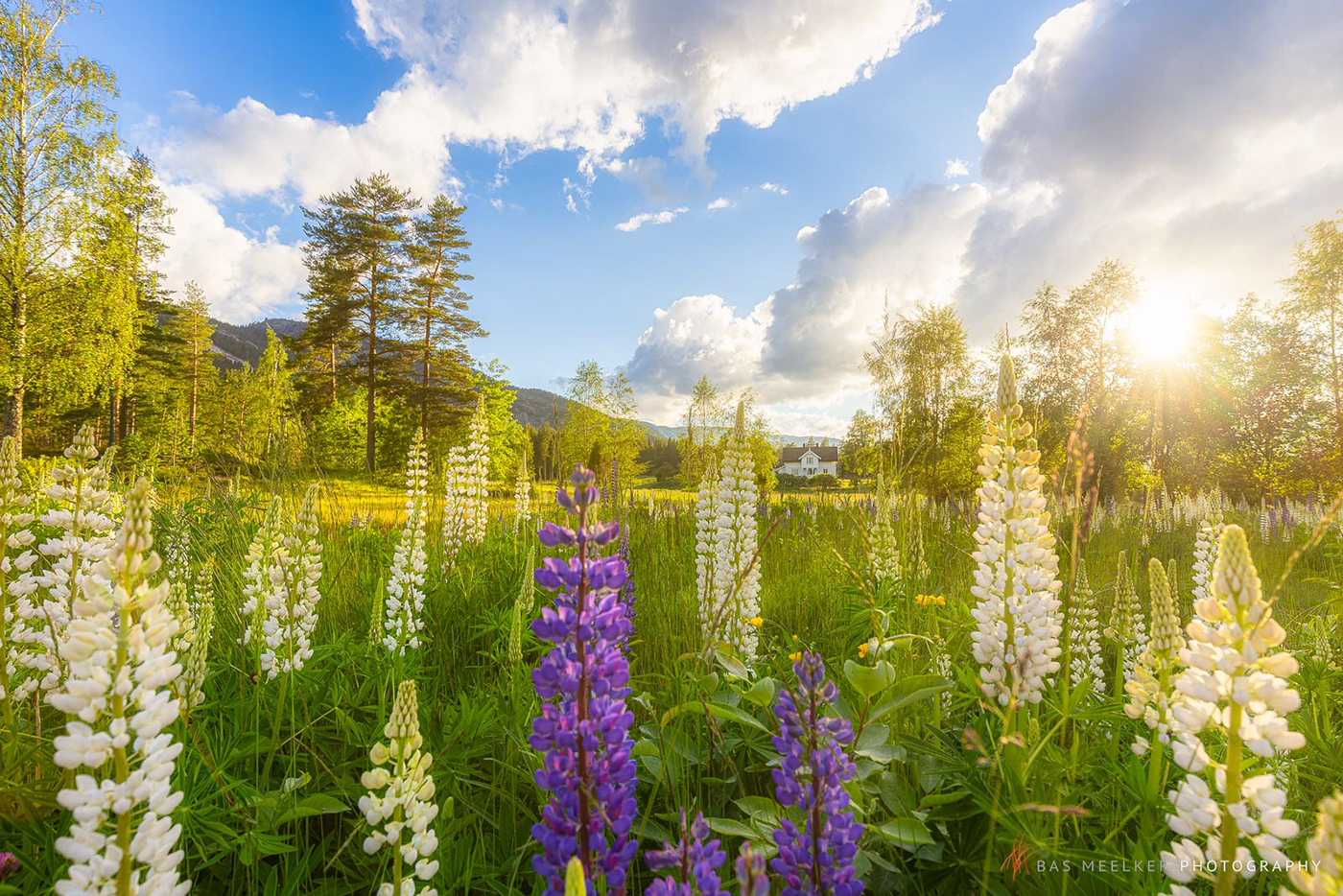 lupin lupine lupins Landscape norway Travel vacation colours flower summer