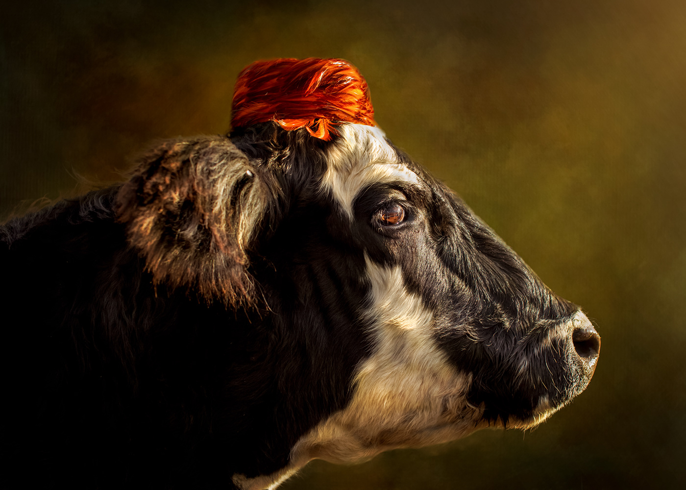 animal artwork cow digitalart FINEART fineartphotography hat photographer Photography  portrait