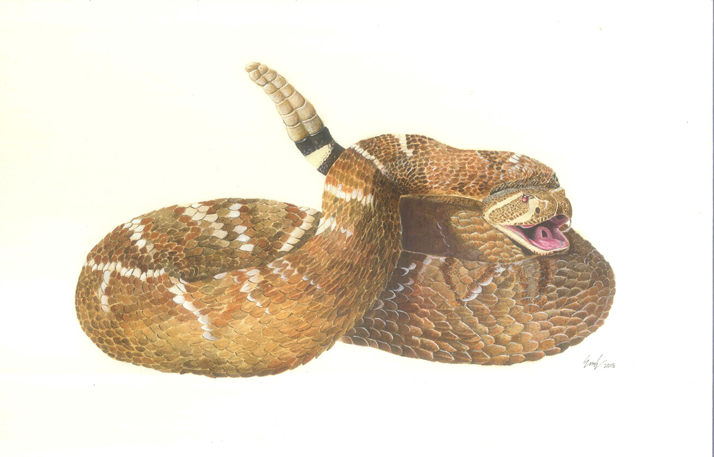 cascabel Vibora rattlesnake acrilico acrylic Cientific illustration snake reptil animal art
