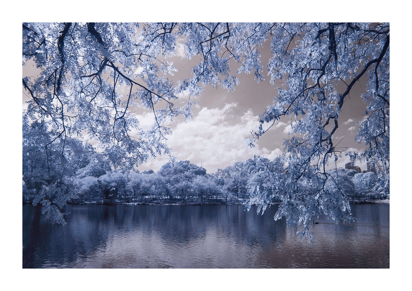 infrared trees Park blue