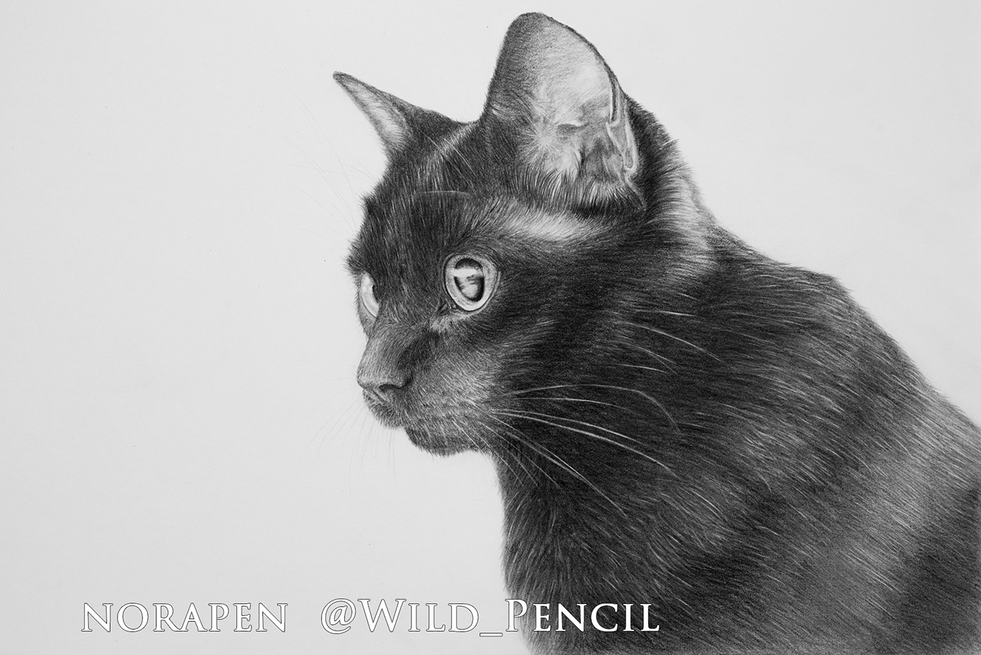 Pencil drawing - black cat on Behance