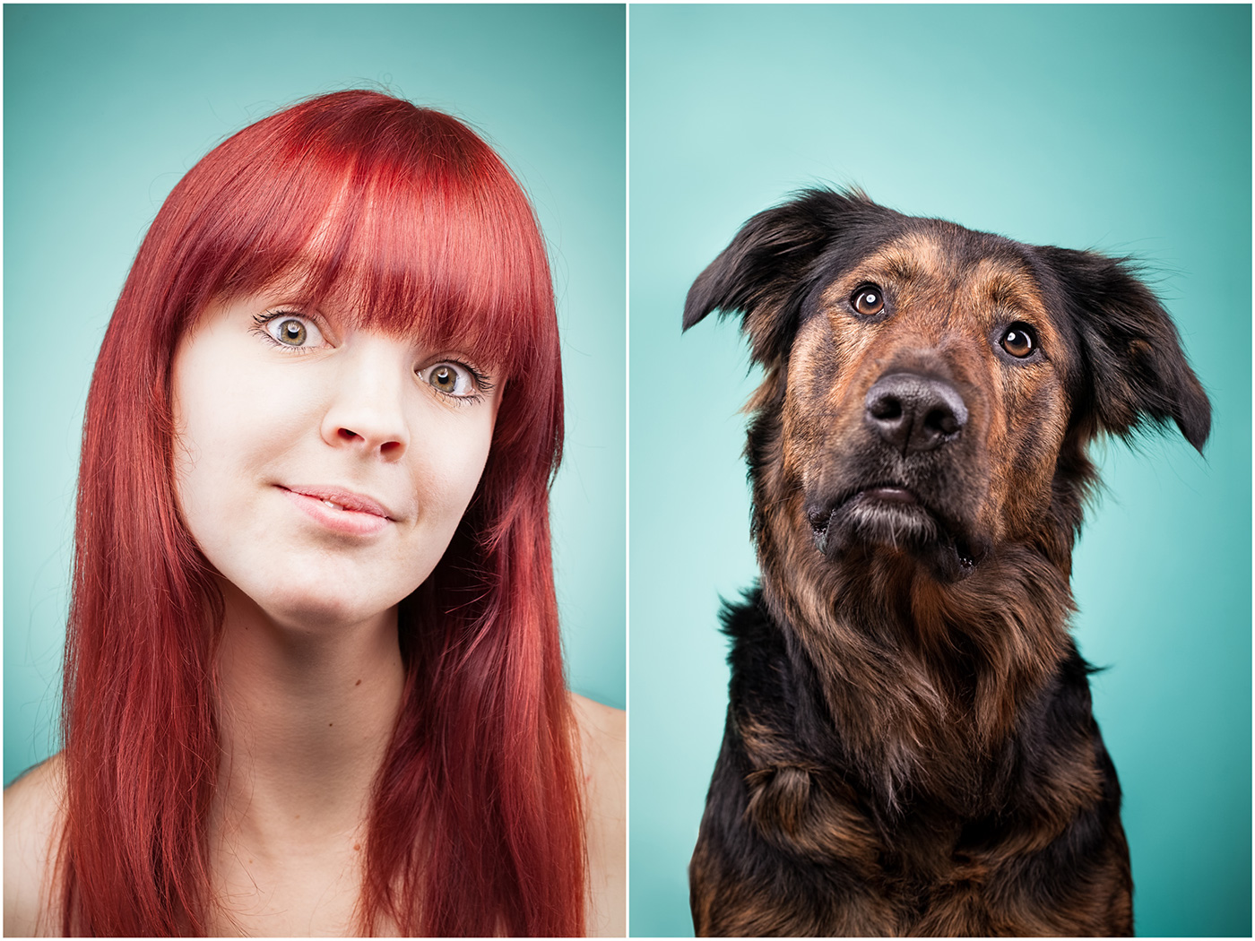 dogs dog dog portrait animal animal photography portrait photography