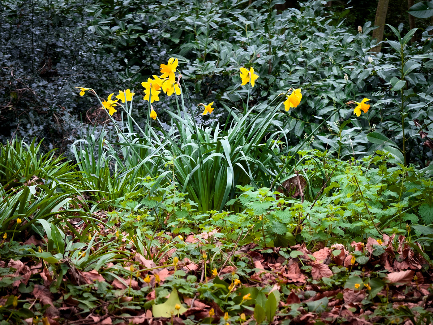 march garden Flowers Nature Photography  lightroom daffodils petals woods blossom