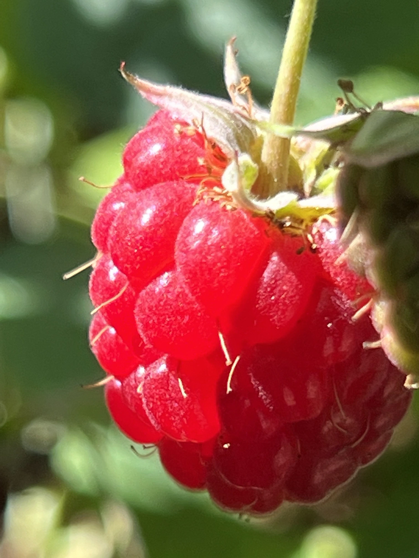 Raspberries Natura