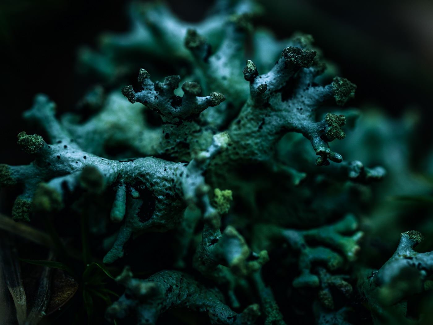 blooming earth green lichen macro Macro Photography mushroom Nature nature photography plants