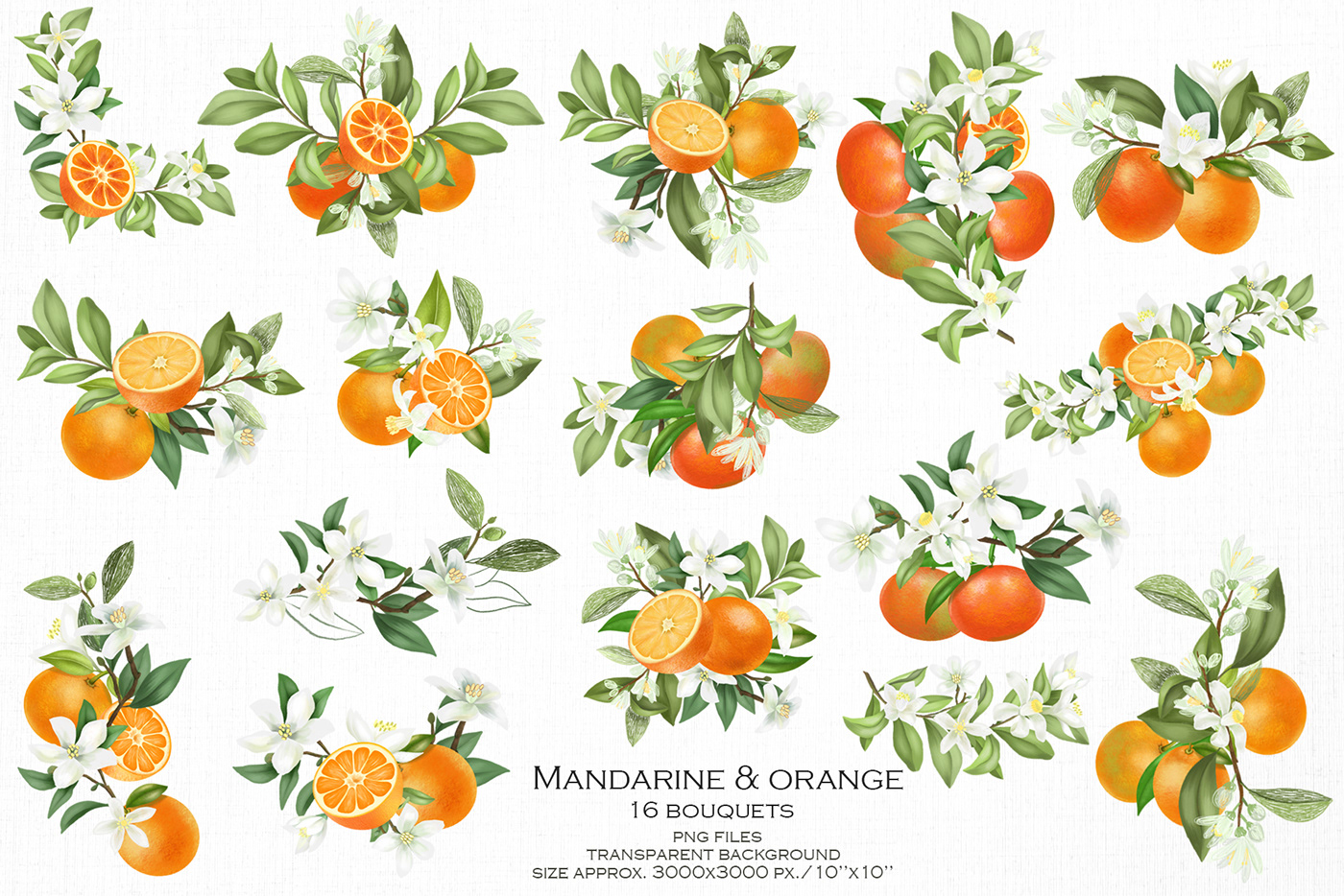 citrus Flowers Fruit graphic ILLUSTRATION  orange blossom orange tree painting   spring watercolor