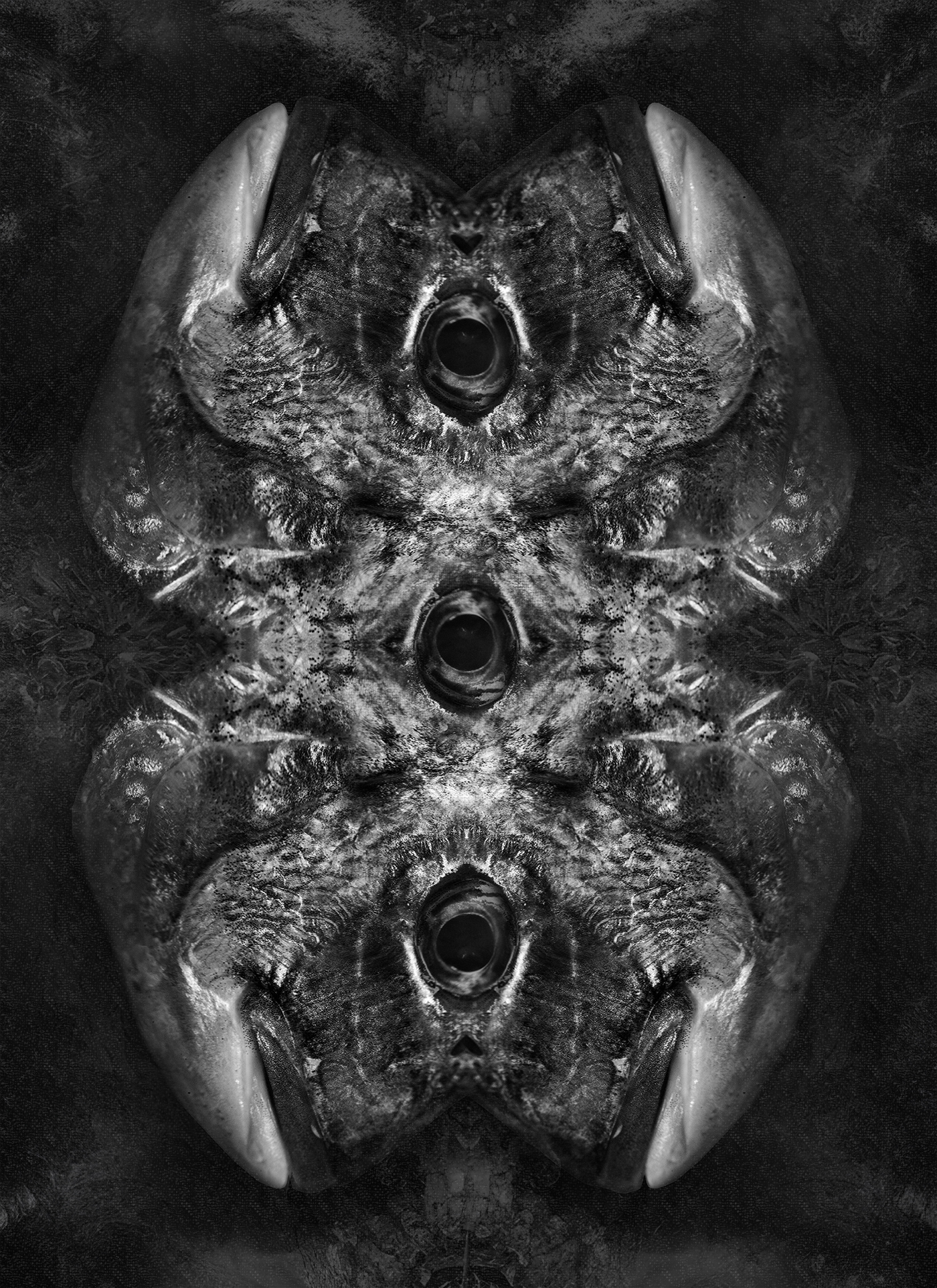 black and white Photography  phantasmagoria inspiration fish Digital Art  concept Creative collage abstraction abstract