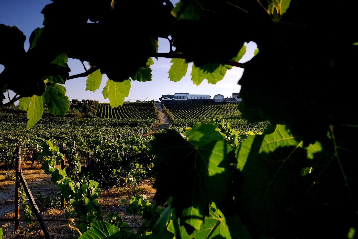 Photography  winery Vineyards fujifilm Canon macro photo shoot Douro