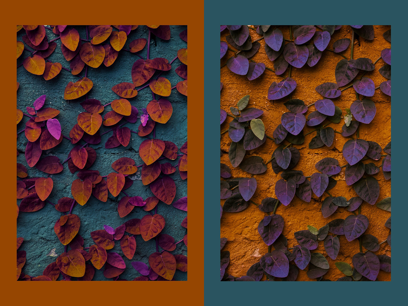 COLOURING leafs Nikon Photography  Photoretouch Pixelmator