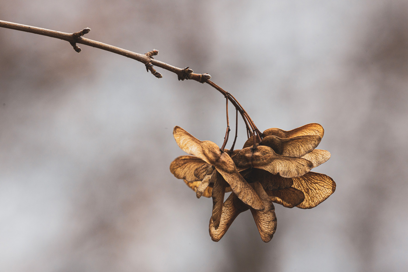 abstract brittle December delicate dried plants macro Nature rough translucent winter