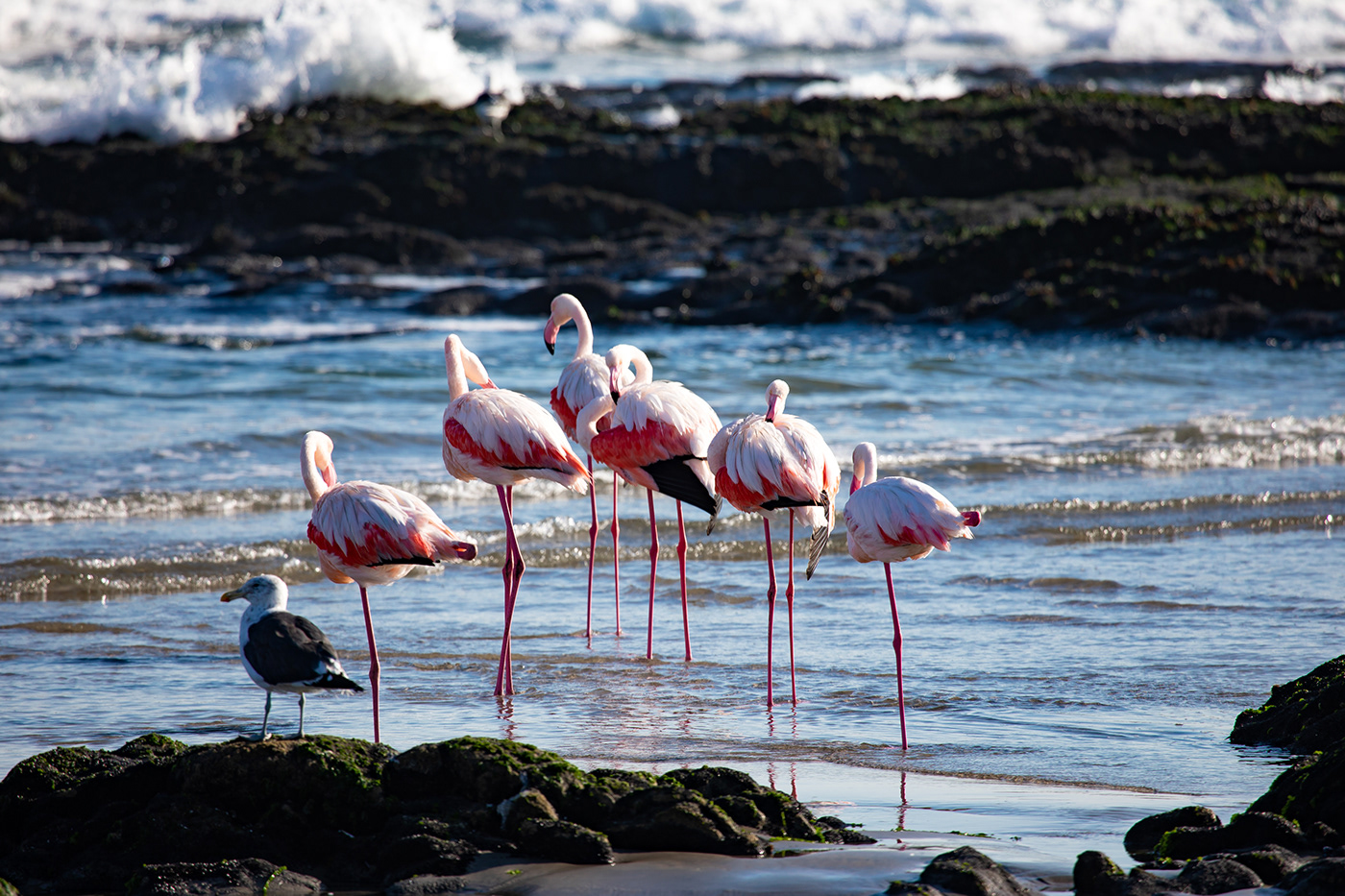 Flamingos resting on seashore after feeding