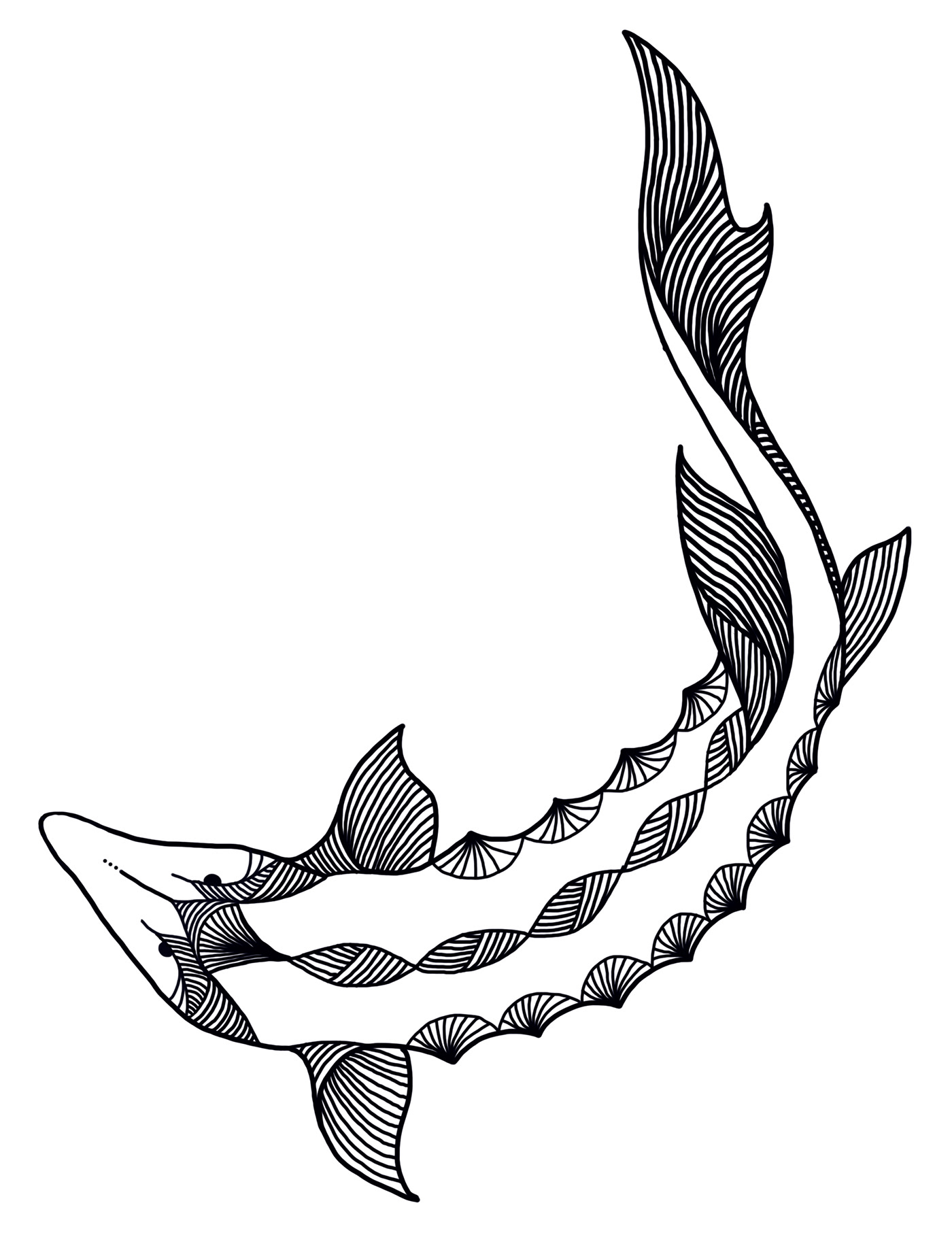 architecture beluga crab Drawing  einstein fish house sterlet sturgeon vector