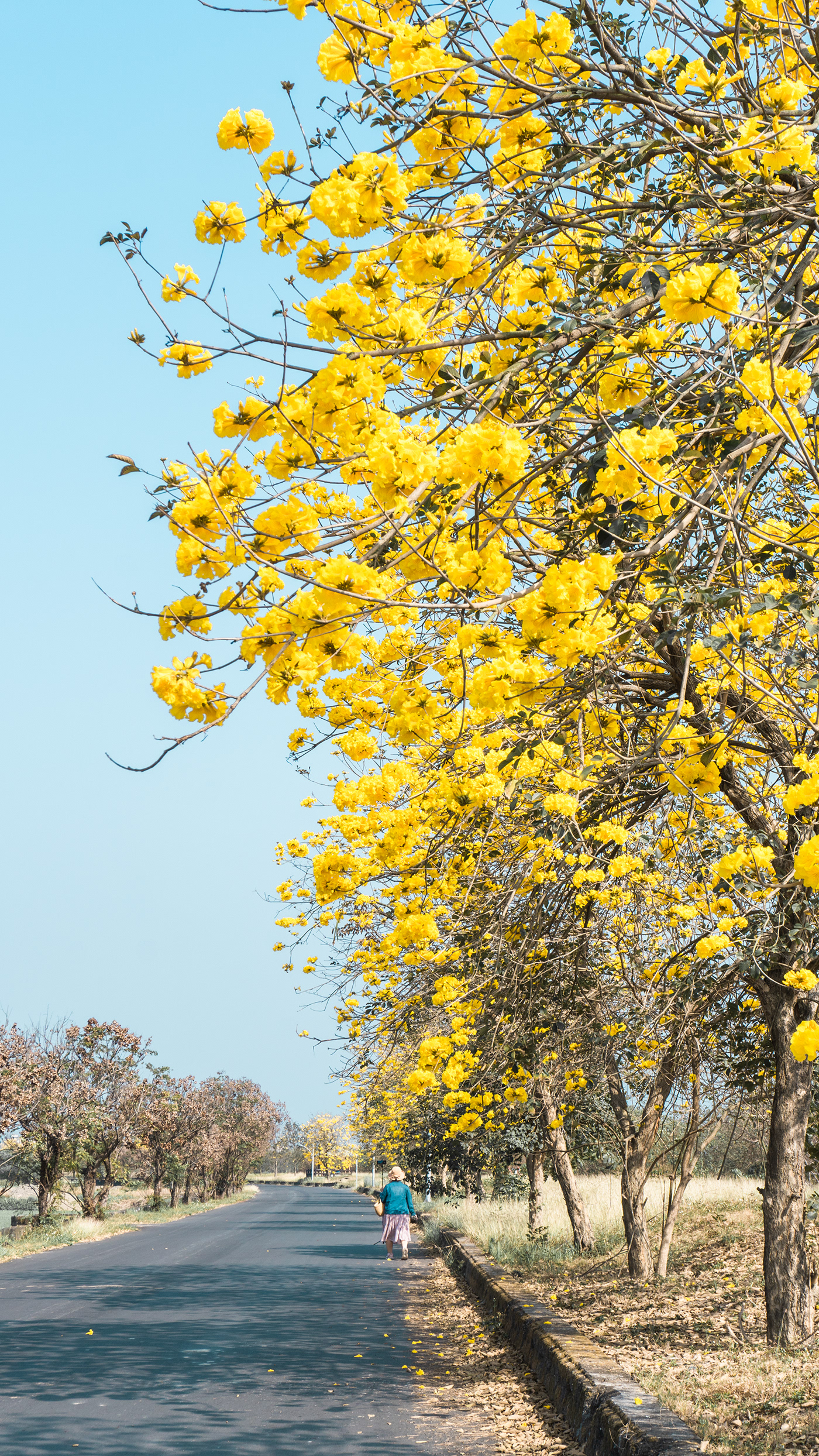 Flowers Nature Pingtung County potography scenery spring Tree 
