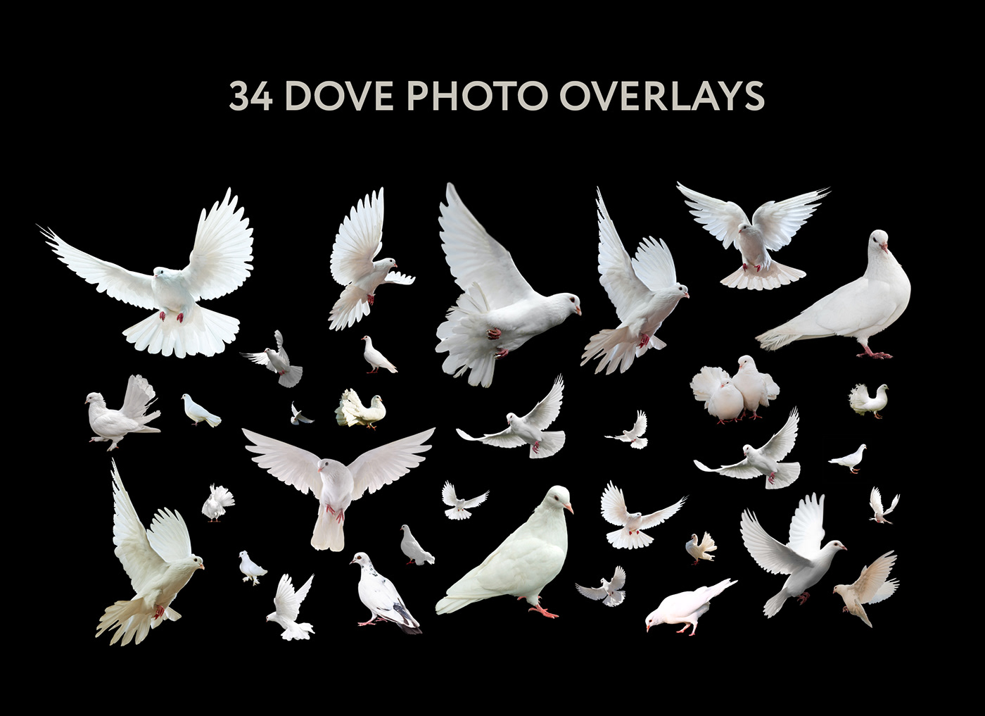 Bird Photography Birds Overlay Digital Overlay  dove birds photo overlays photoshop overlay png overlays Summer Overlays Wedding Overlays White Dove