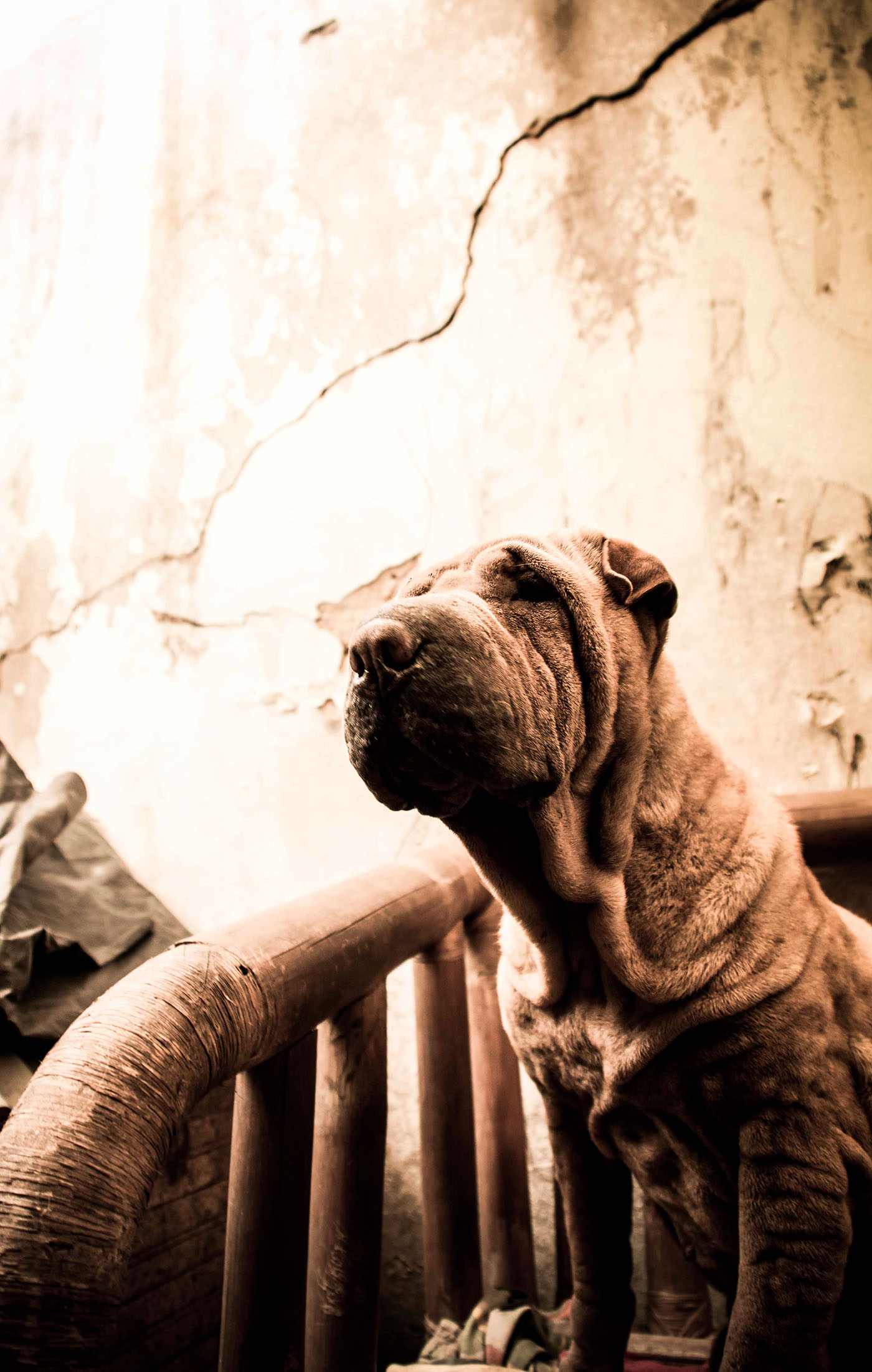 criollos Fundación San Roque Fotografia perros colombia adopción dogs