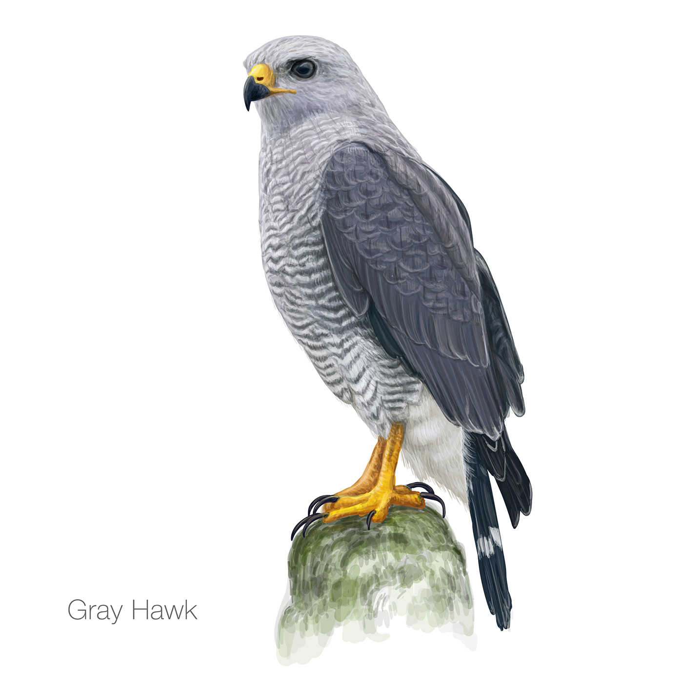 Grey Hawk vector illustration. Illustrator: Natalka Dmitrova. 