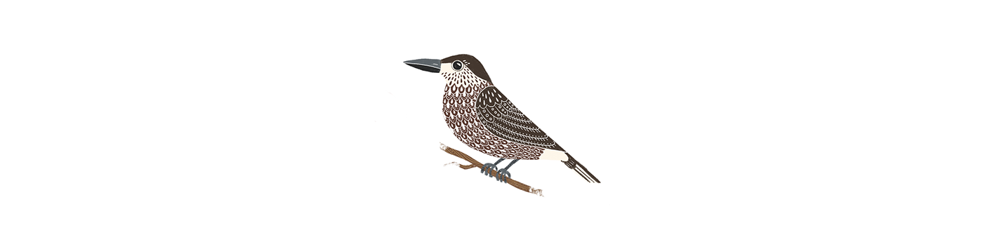 bird Bird Illustration birding birdwatching calendar digital illustration Europe Procreate ukraine vector art