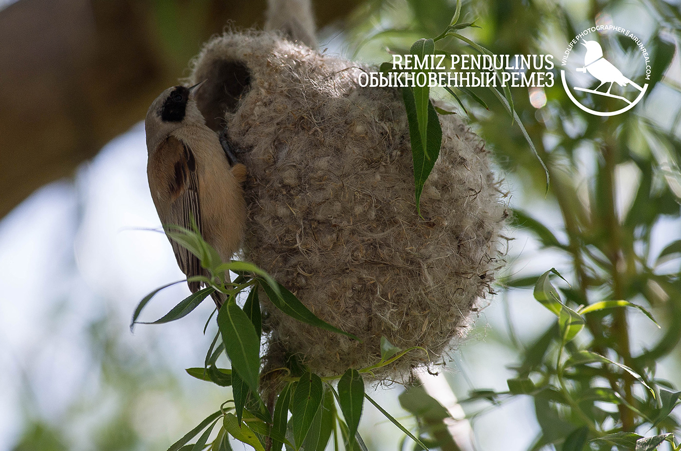 Remiz pendulinus bird Birs birdswatching volgograd Russia wildlife Eurasian penduline tit