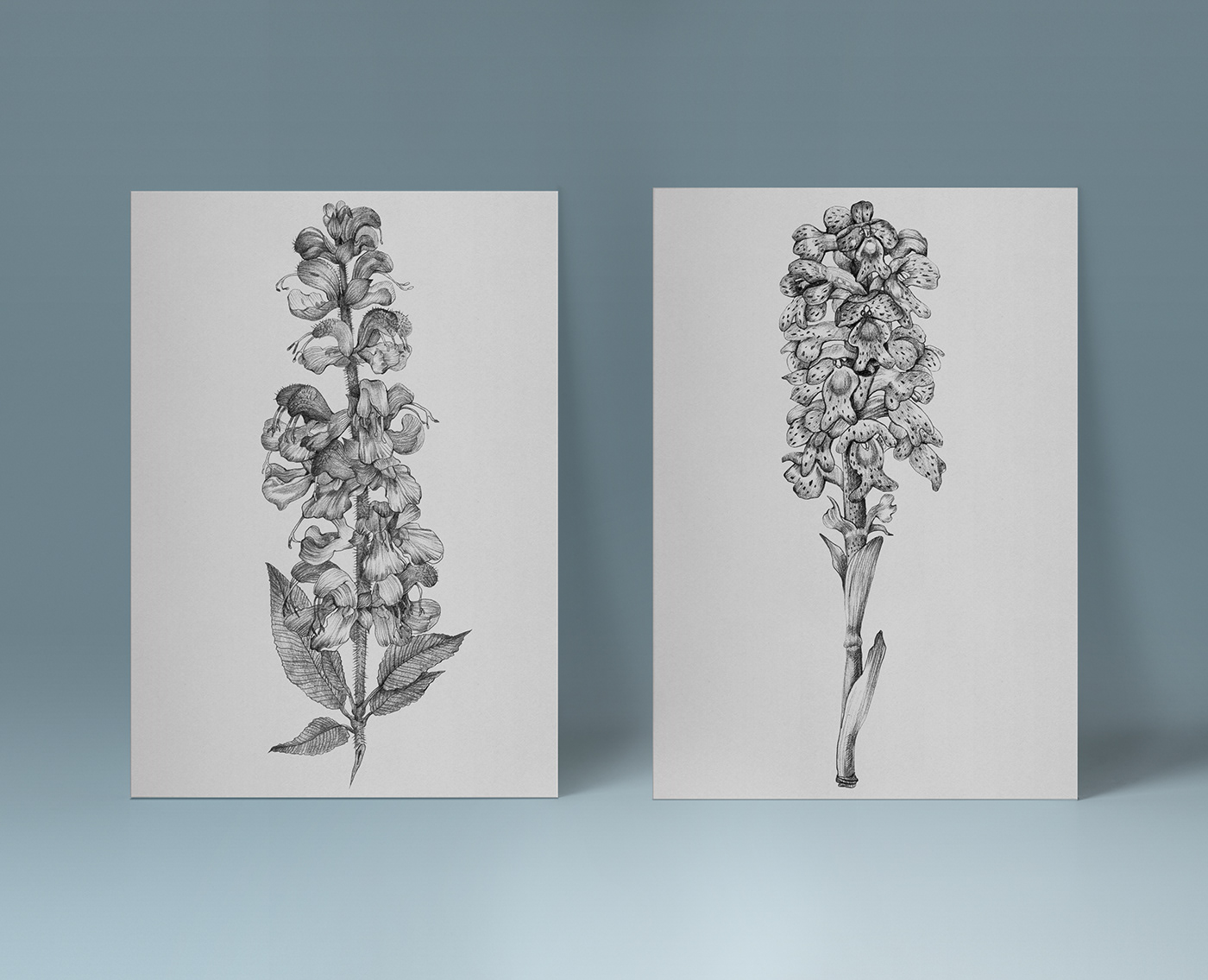 ILLUSTRATION  hand drawn sketch botanical illustration floral Medical plants