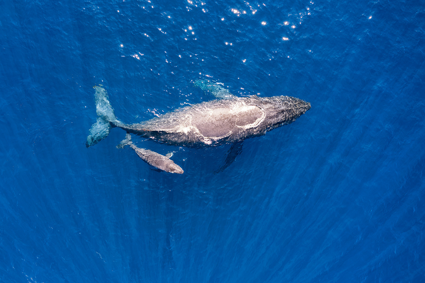 Aerial DJI drone Humpback whale maui Nature Ocean Photography  Travel whales
